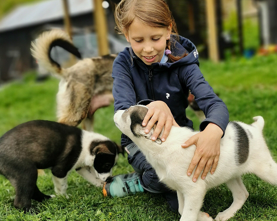 Kennel Husky Besøk