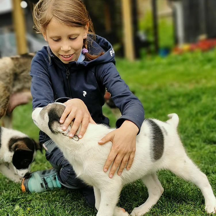 Kennel Husky Besøk