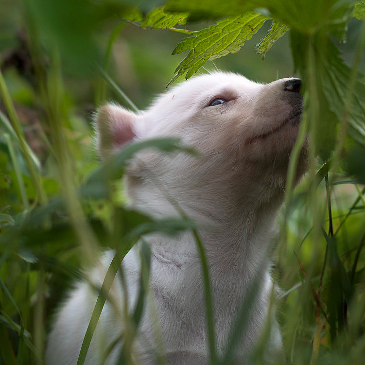 Kennel Husky Besøk