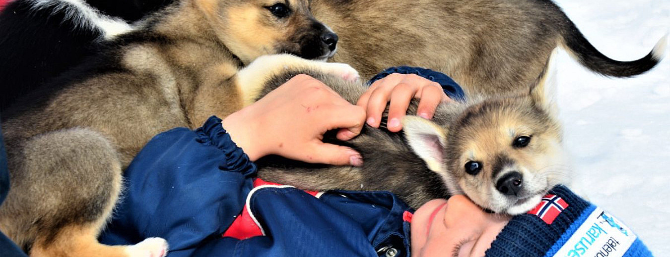 Kennel Husky Besøk