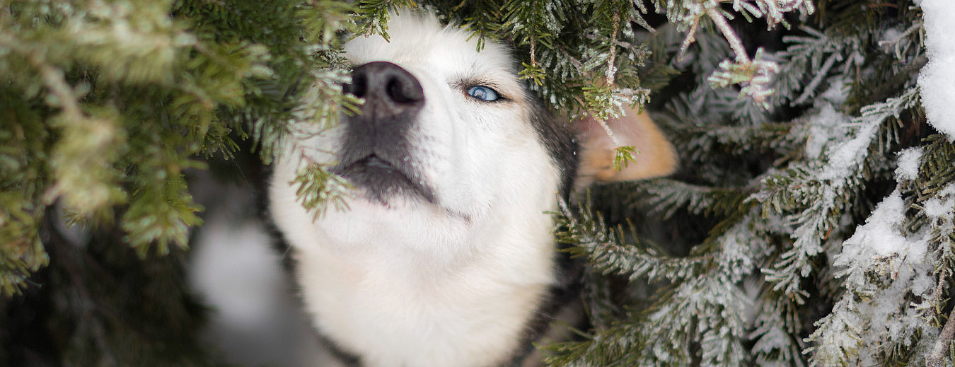 Kennel Husky Besøk