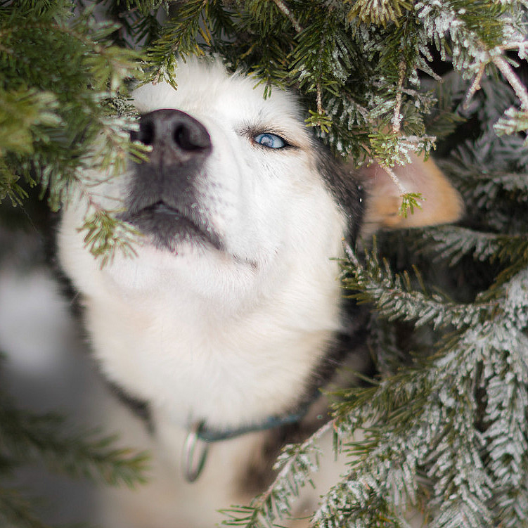 Kennel Husky Besøk