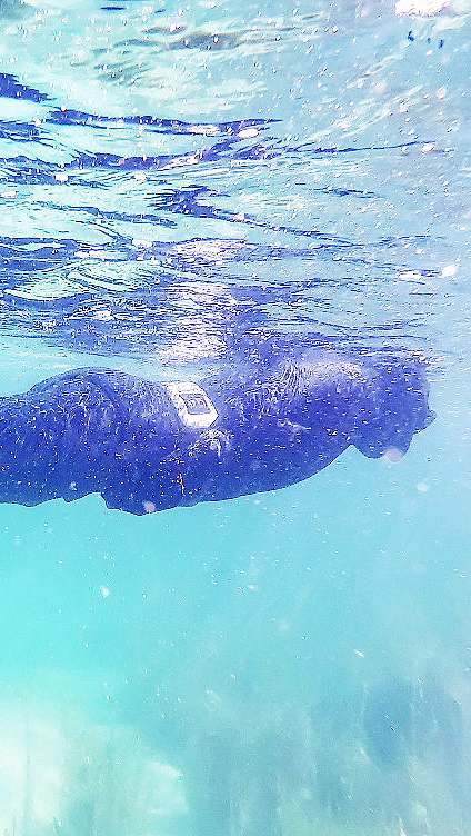 Snorklesafari - image 1