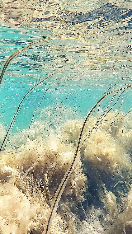 Snorklesafari - image 2