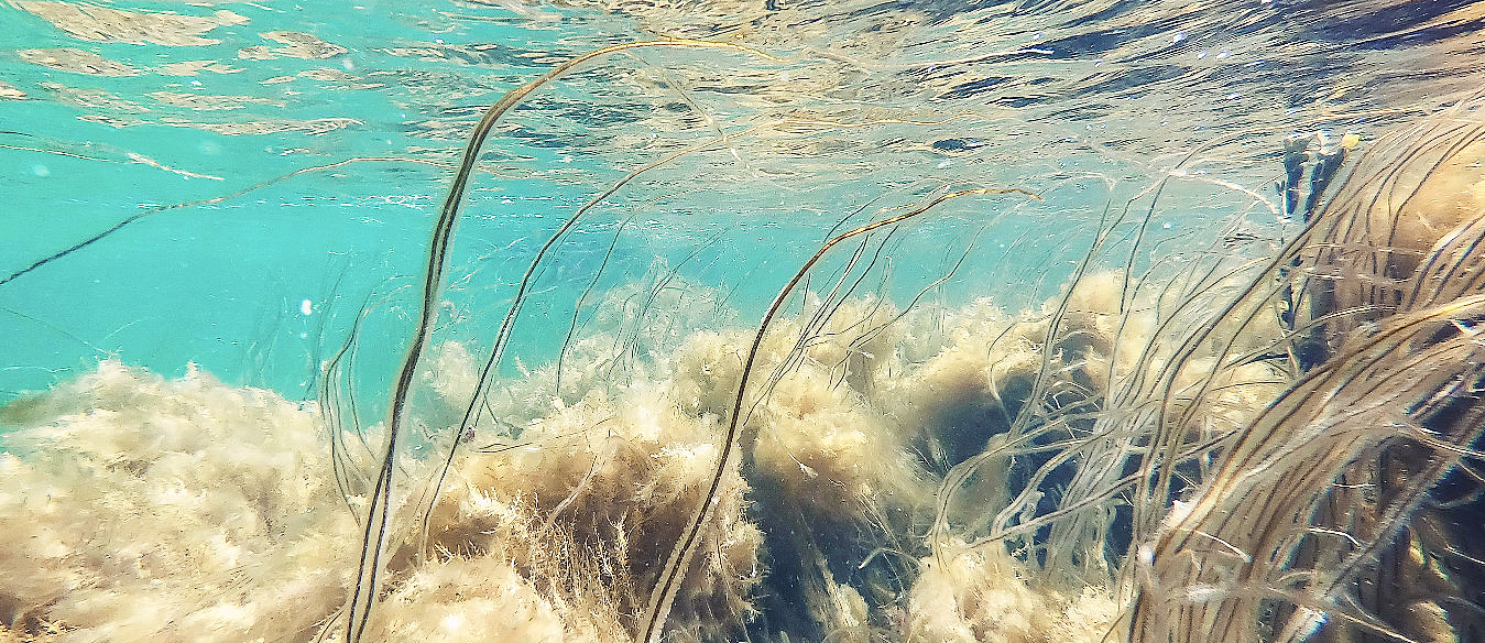 Snorklesafari - image 2