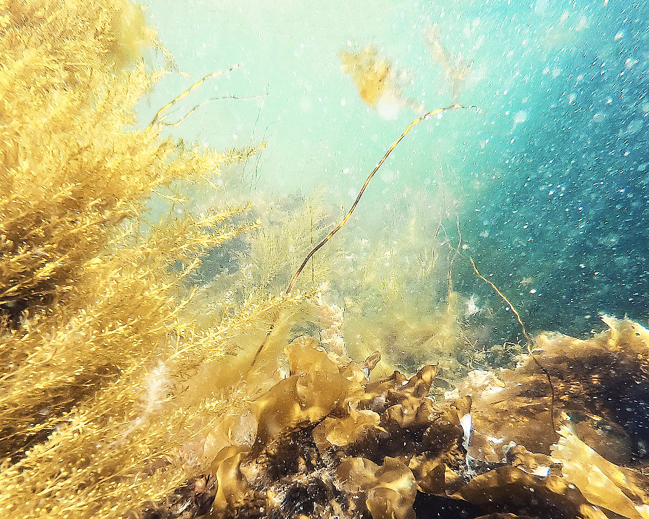 Snorklesafari - image 4