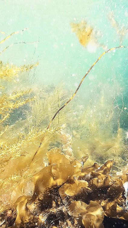 Snorklesafari - image 4