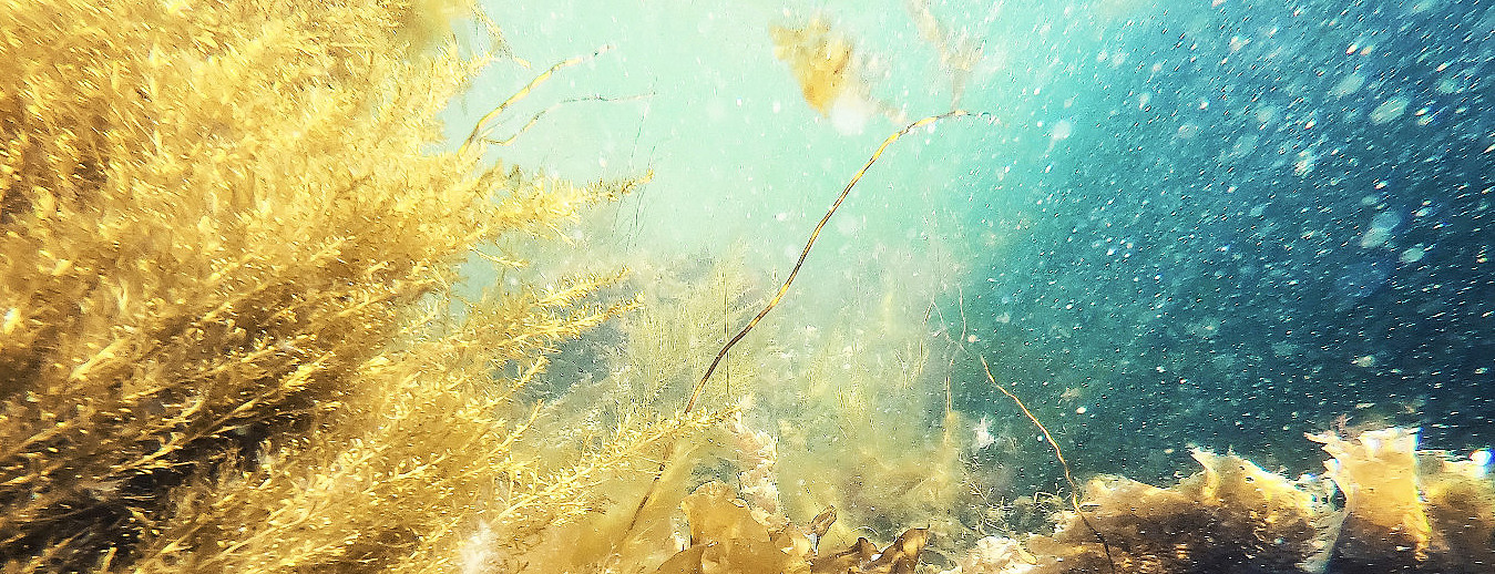Snorklesafari