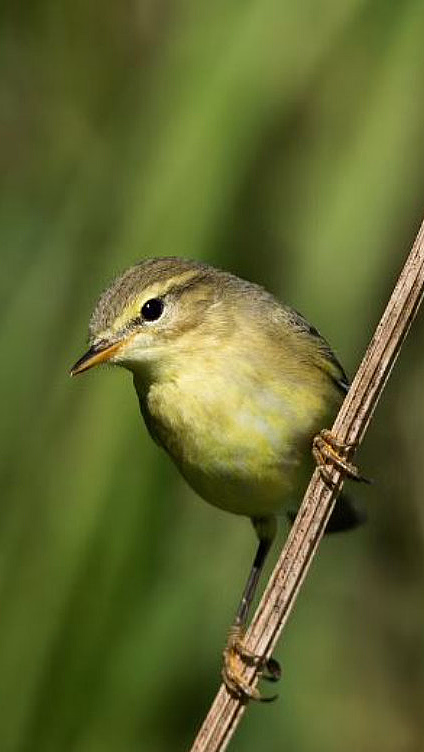 Fuglesafari - image 2