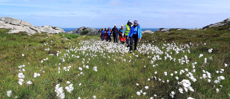 En gruppe turgåere går gjennom et felt med myrull i et kystlandskap