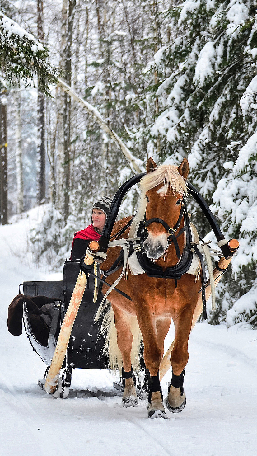 Hest som trekker en slede med en person gjennom en snødekket skog