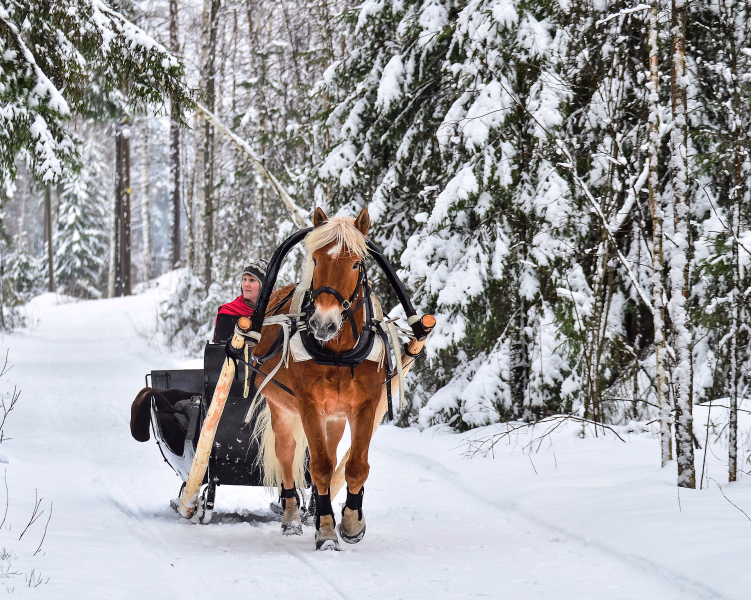 Hest som trekker en slede med en person gjennom en snødekket skog