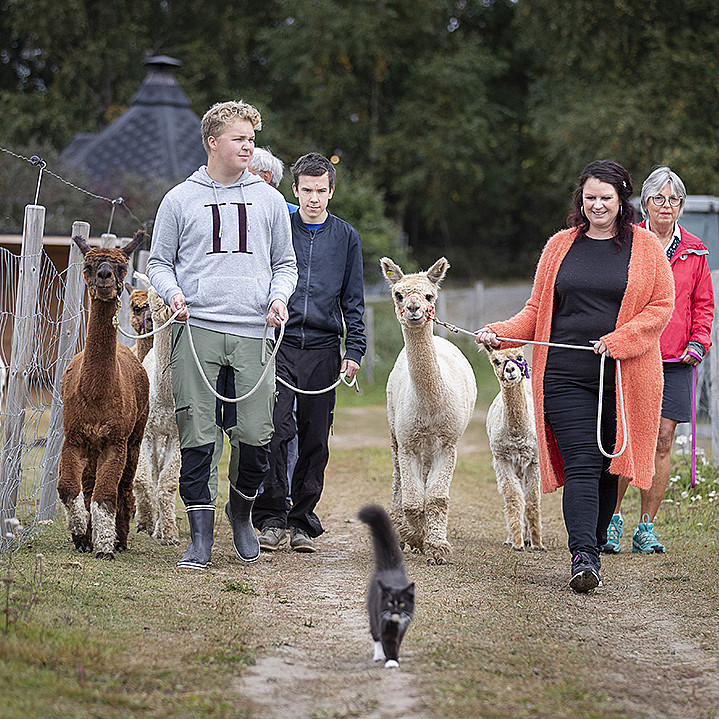 Alpakkavandring for familien