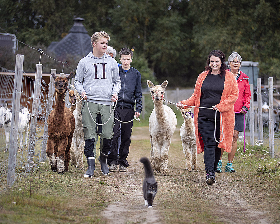 Alpakkavandring for familien - image 4