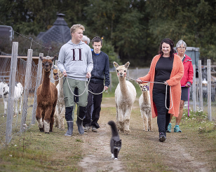 En gruppe mennesker som går tur med alpakkaer i bånd på en sti