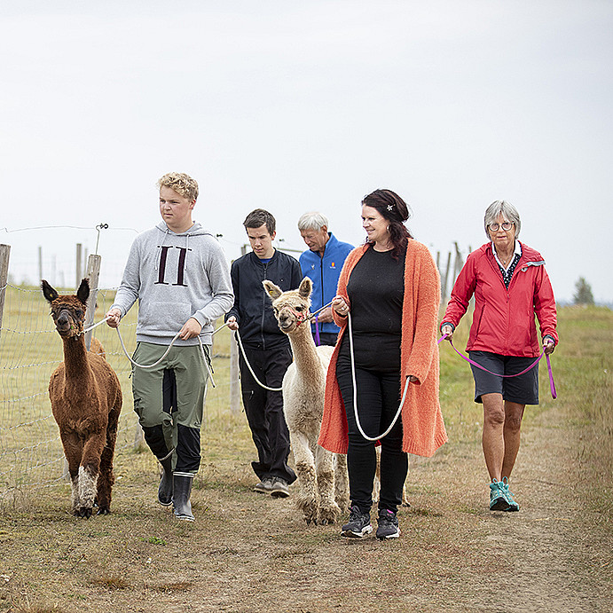 Alpakkavandring for familien