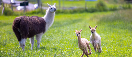 To alpakkaer som løper på en grønn eng med en voksen alpakka i bakgrunnen