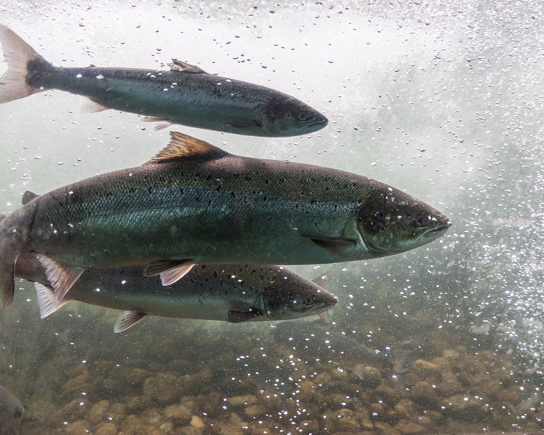 Tre sølvfargede fisker med mørke prikker svømmer under vann blant bobler