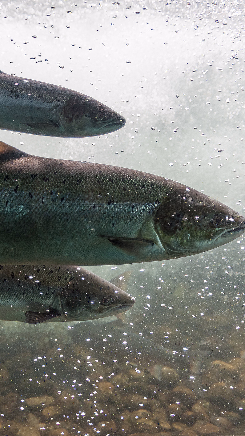 Tre sølvfargede fisker med mørke prikker svømmer under vann blant bobler