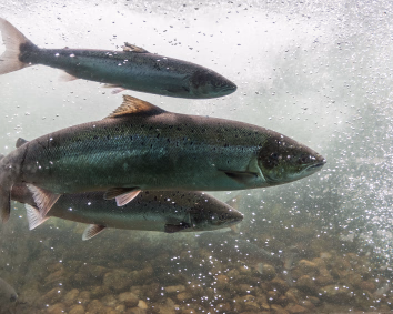 Tre sølvfargede fisker med mørke prikker svømmer under vann blant bobler