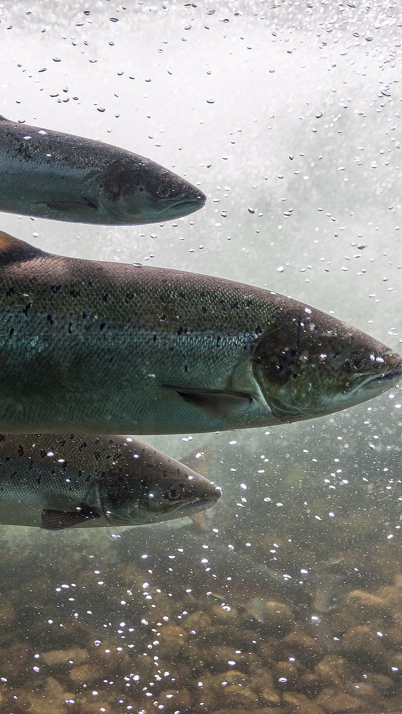 Tre sølvfargede fisker med mørke prikker svømmer under vann blant bobler