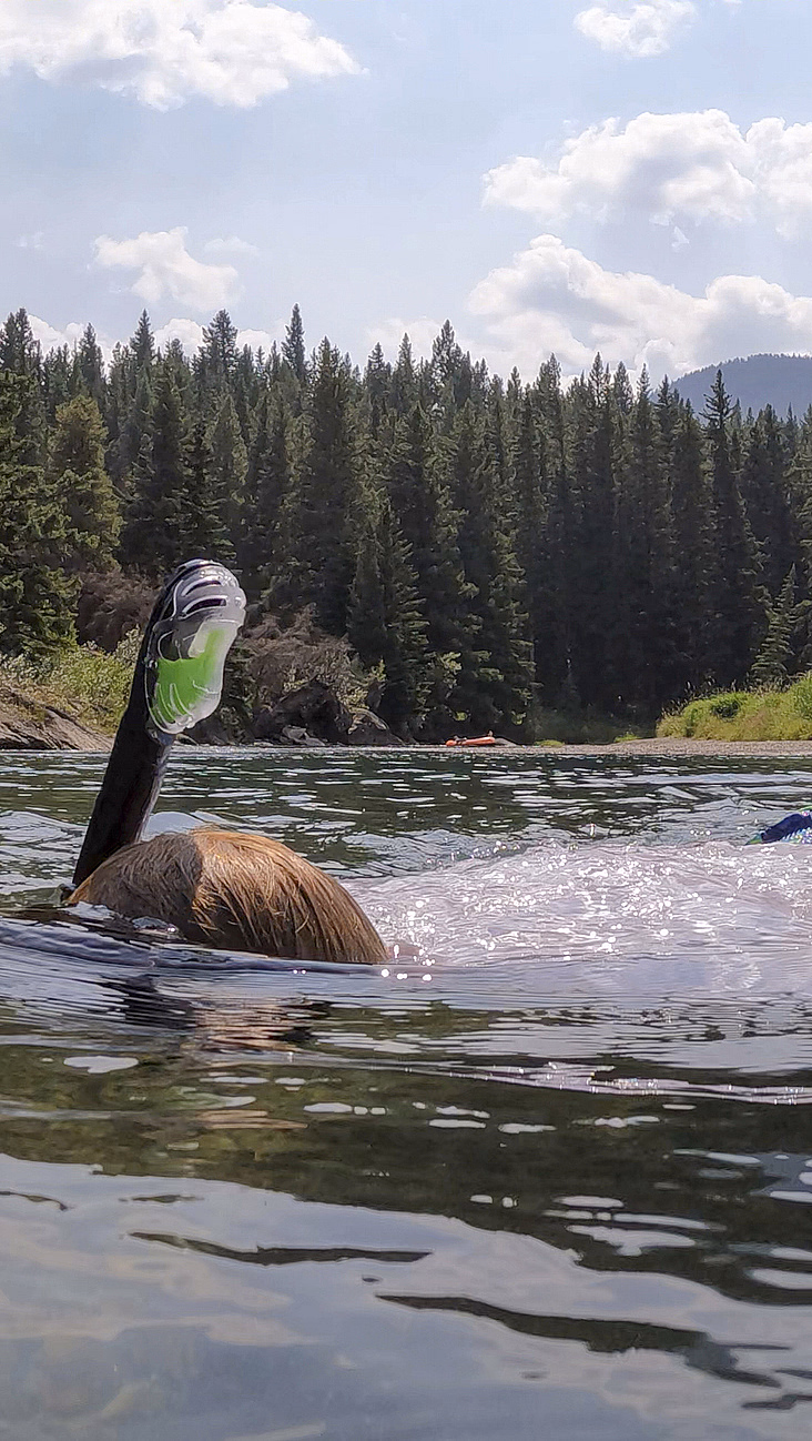 Person som snorkler i en klar elv med skog og fjell i bakgrunnen