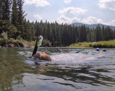 Person som snorkler i en klar elv med skog og fjell i bakgrunnen