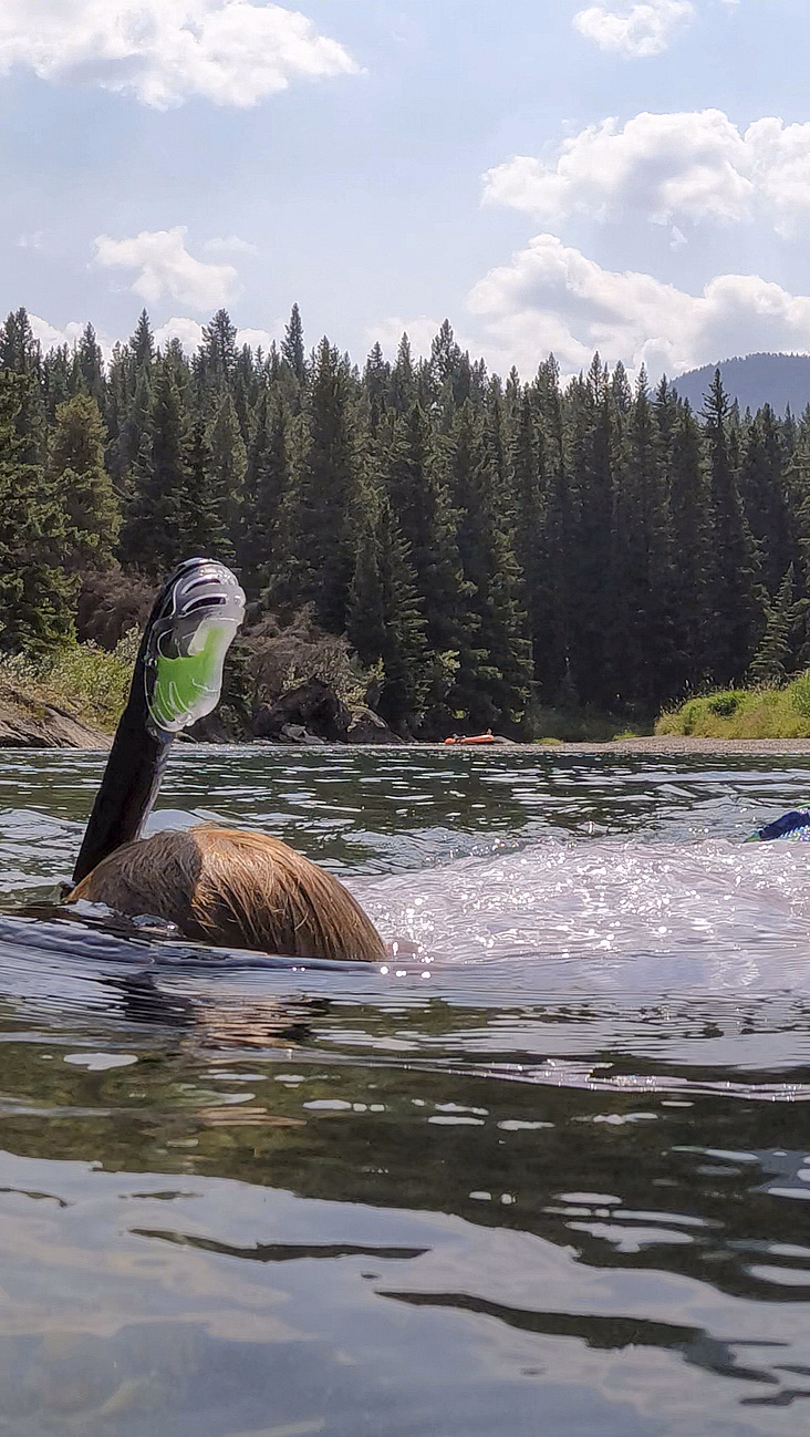Person som snorkler i en klar elv med skog og fjell i bakgrunnen