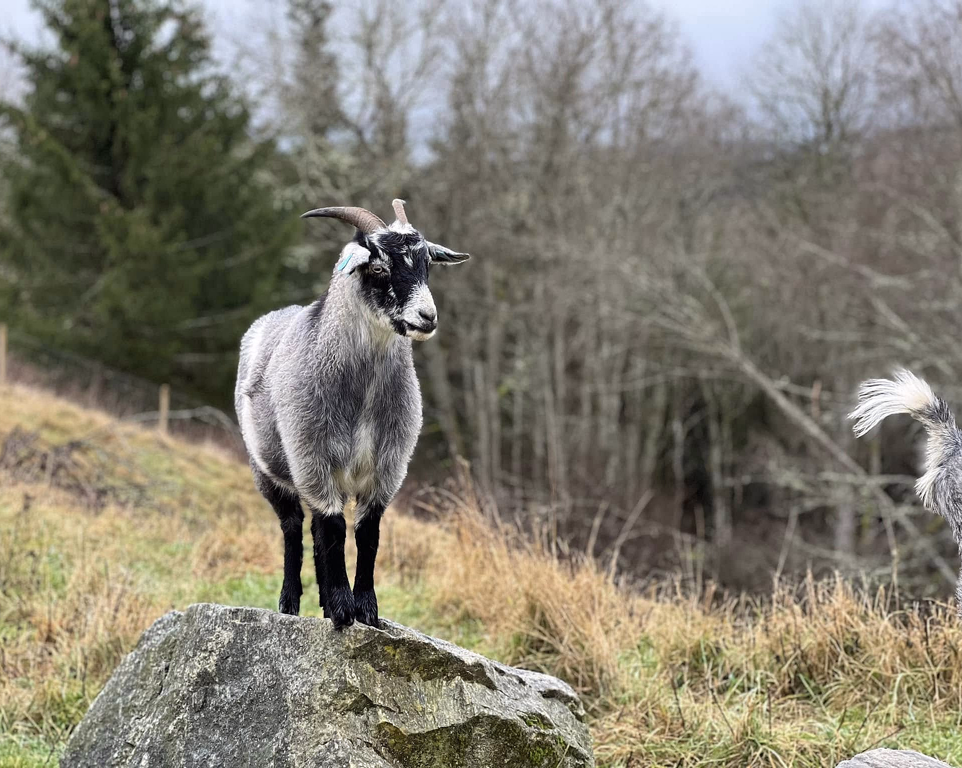 Grå geit med horn og øremerke på en stor stein