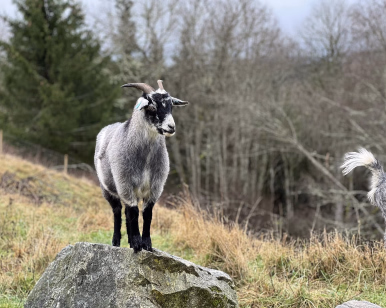 Grå geit med horn og øremerke på en stor stein