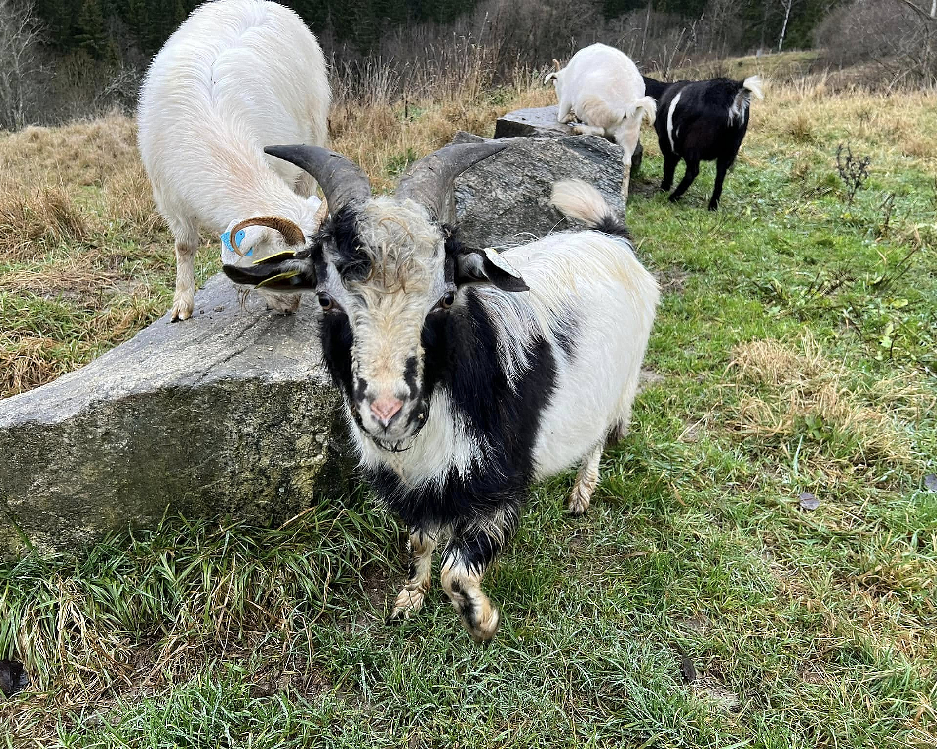 Geitevandring for to