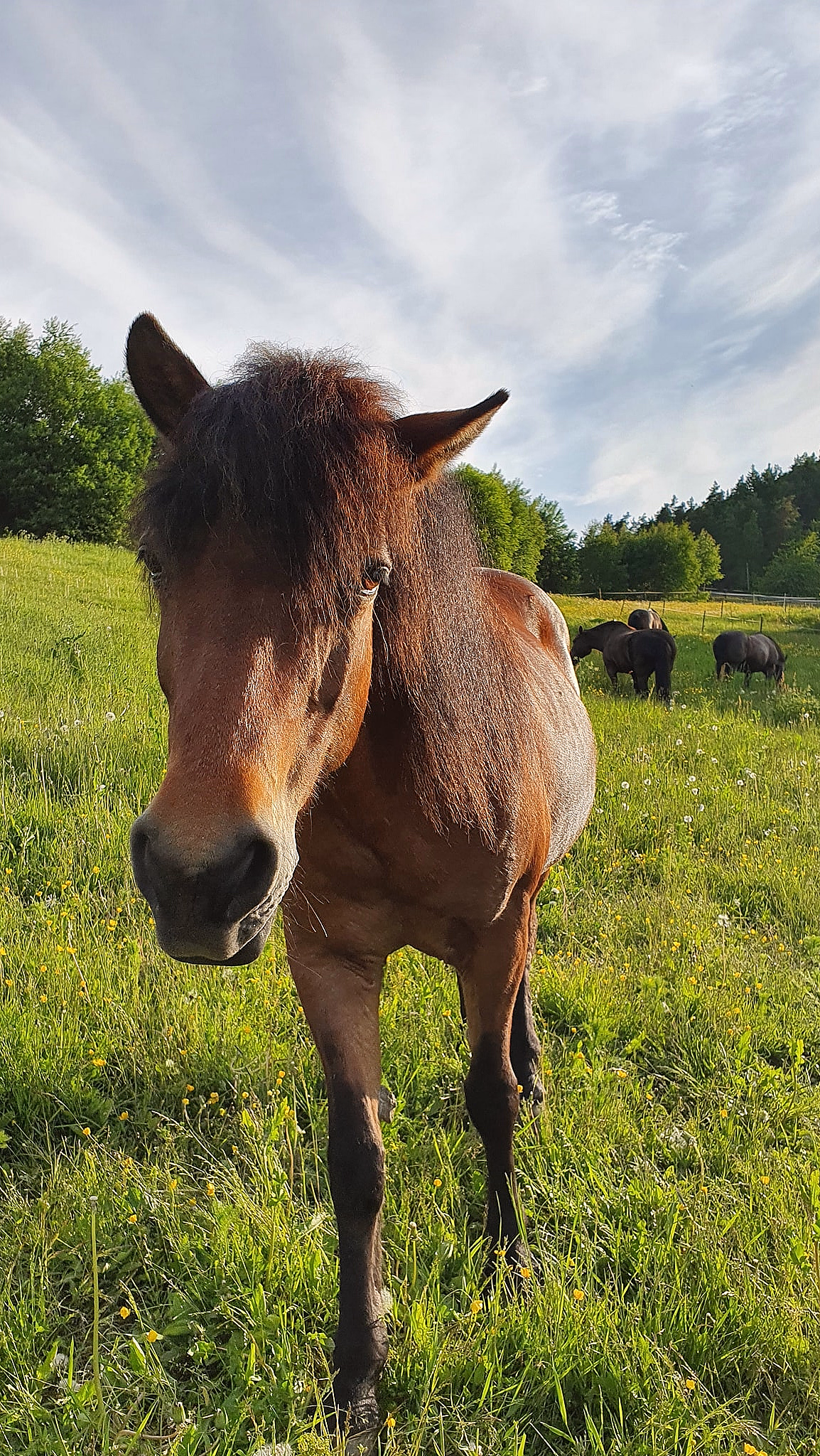 Brun hest på en grønn eng med gule blomster og to hester i bakgrunnen