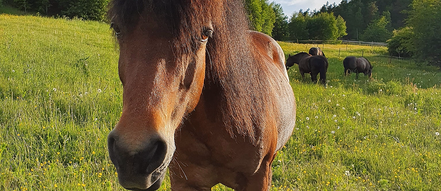 Brun hest på en grønn eng med gule blomster og to hester i bakgrunnen