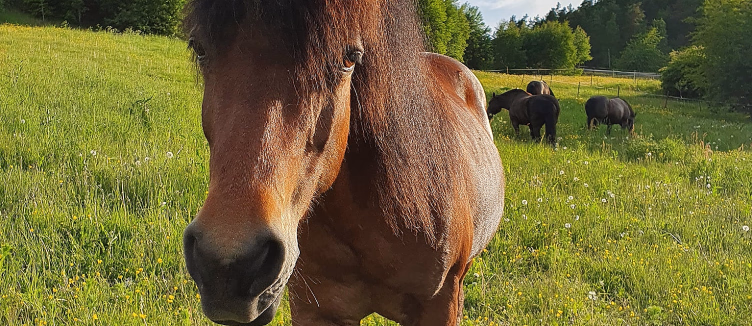Brun hest på en grønn eng med gule blomster og to hester i bakgrunnen