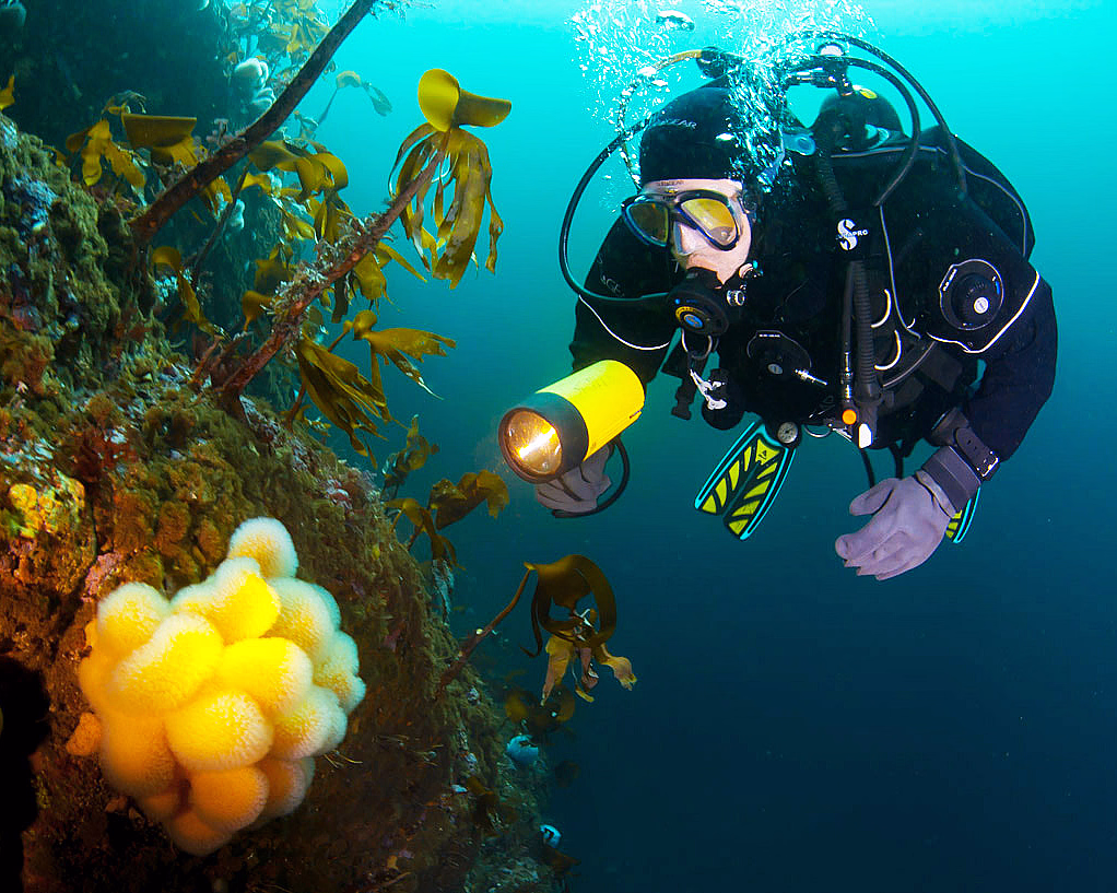 En scuba-dykker i sort våtdrakt holder en gul lykt under vann ved en fjellvegg med tare og gule koraller.
