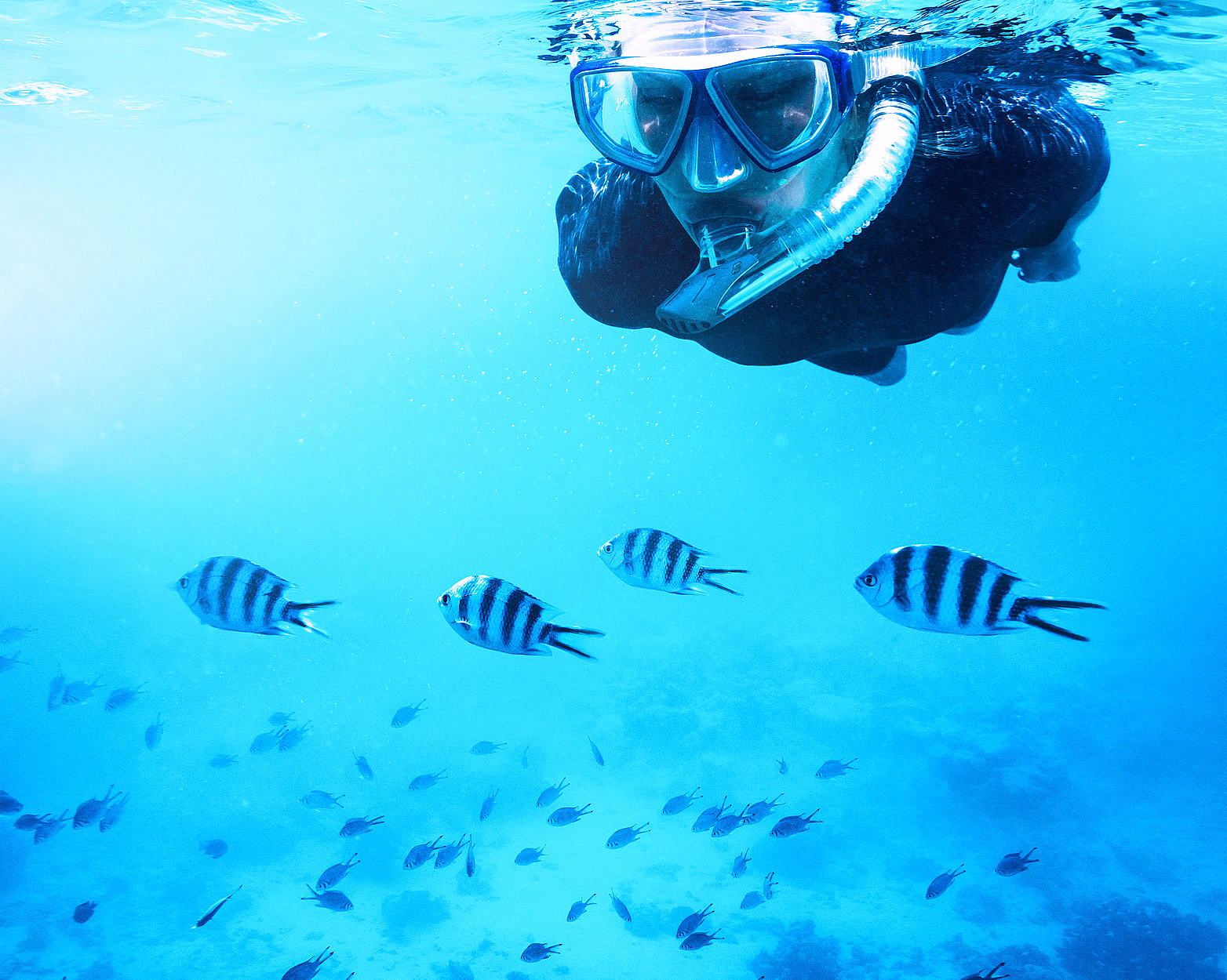 En person som snorkler i klart, blått vann med svart- og hvitstripete fisk og koraller på havbunnen.