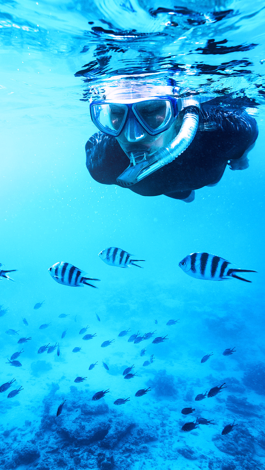 En person som snorkler i klart, blått vann med svart- og hvitstripete fisk og koraller på havbunnen.