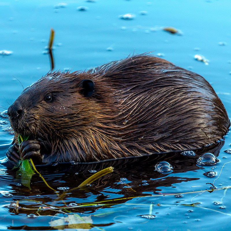 Beversafari for familien