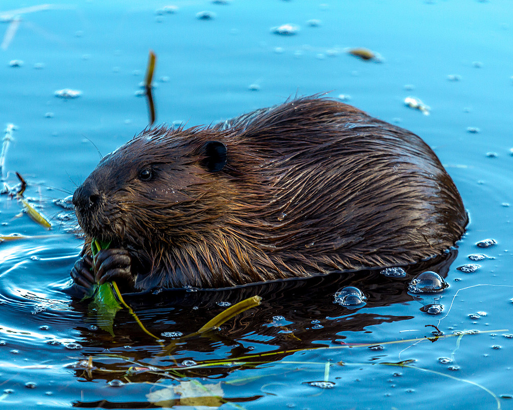 Beversafari for familien