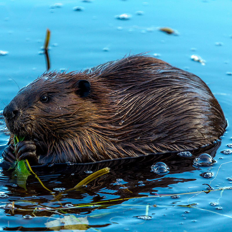 Beversafari for familien