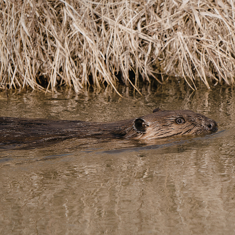 Beversafari for familien