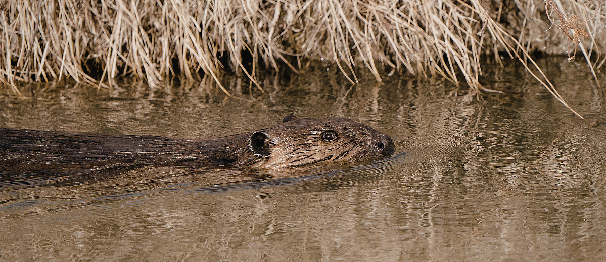 Beversafari for familien