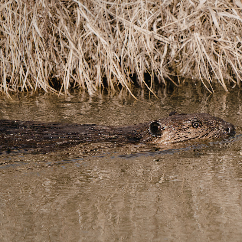 Beversafari for familien