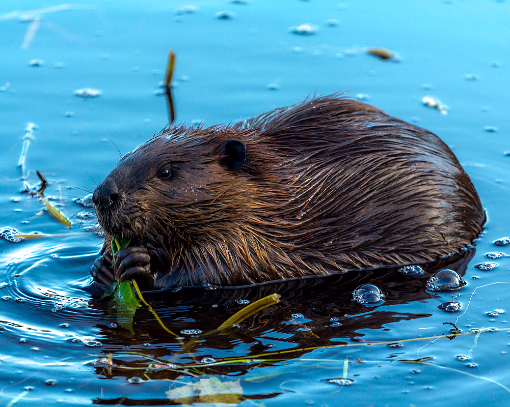 En brun bever i blått vann som holder grønne blader med potene sine.