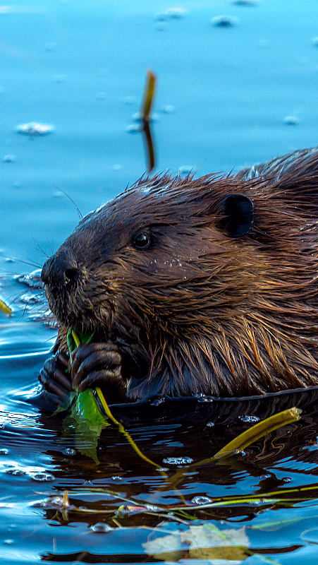 En brun bever i blått vann som holder grønne blader med potene sine.