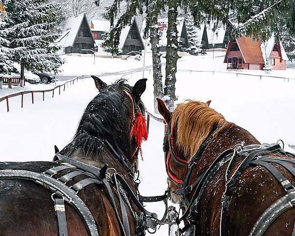 To hester, en svart og en brun, med seler og røde dusker står i et snødekt landskap med små hytter og trær i bakgrunnen.
