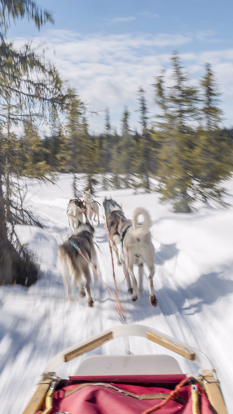 Hundekjøring med kennelbesøk - image 3