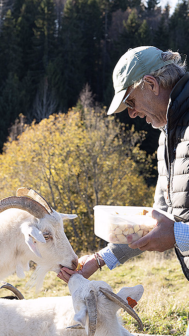En mann i svart vest og caps mater hvite geiter med krumme horn i en skog.