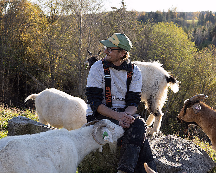 En person i grønn caps og grå genser sitter på en stein omgitt av geiter i et solfylt naturlandskap med trær.
