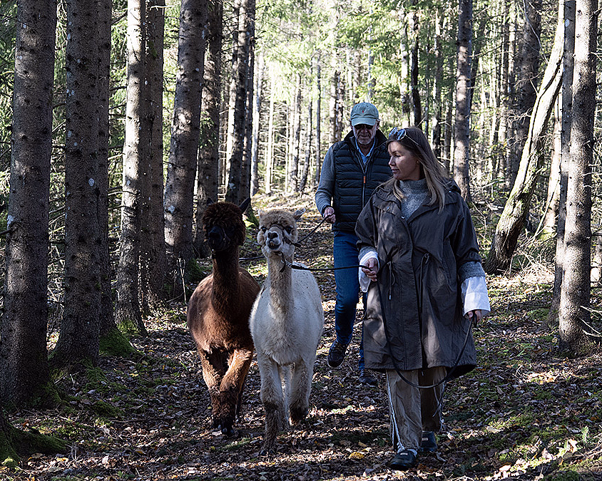 To personer går i en skog med en hvit og en brun alpakka mellom høye, tynne trær og sollys.